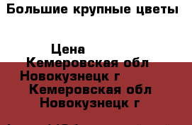 Большие крупные цветы › Цена ­ 5 000 - Кемеровская обл., Новокузнецк г.  »    . Кемеровская обл.,Новокузнецк г.